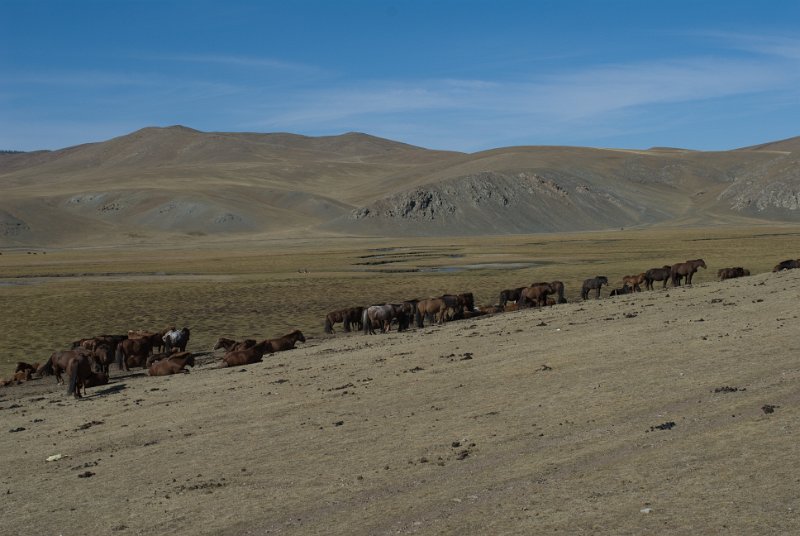 DSC_0160.jpg - manche nomaden im süden haben mehr als 1000 pferde
